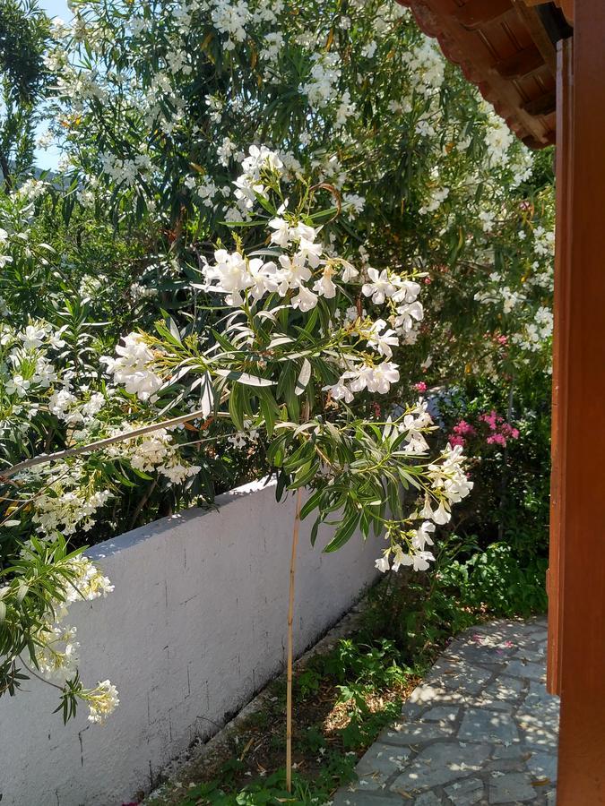 Kyriaki Hotel Skopelos Eksteriør billede